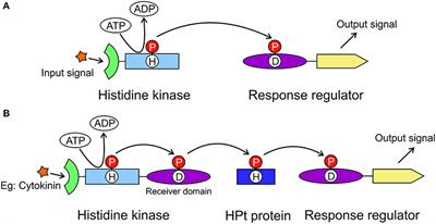 3D Domain Swapping Dimerization of the Receiver Domain of Cytokinin Receptor CRE1 From Arabidopsis thaliana and Medicago truncatula